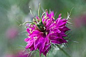 NIGELLA DAMASCENA PERSIAN JEWELS