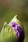 PAPAVER SOMNIFERUM