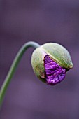 PAPAVER SOMNIFERUM