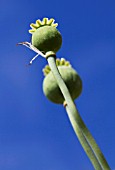 PAPAVER SOMNIFERUM SEEDHEADS