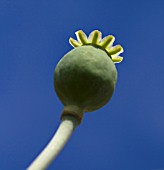 PAPAVER SOMNIFERUM SEEDHEADS