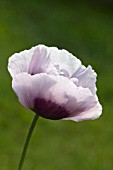 PAPAVER SOMNIFERUM