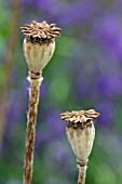 PAPAVER ORIENTALE SEEDHEADS