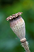 PAPAVER ORIENTALE SEEDHEADS