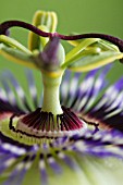 PASSIFLORA CAERULEA