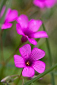 PHLOX DOUGLASII CRACKERJACK