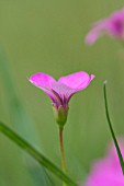 PHLOX DOUGLASII CRACKERJACK