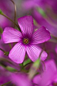 PHLOX DOUGLASII CRACKERJACK