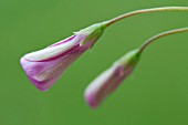 PHLOX DOUGLASII CRACKERJACK