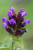 PRUNELLA VULGARIS