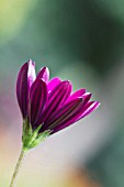 OSTEOSPERMUM