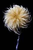 CLEMATIS SEEDHEAD
