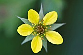 POTENTILLA ERECTA