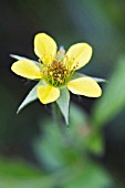 POTENTILLA ERECTA