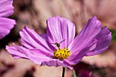 COSMOS BIPINNATUS