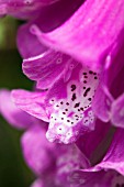 DIGITALIS PURPUREA