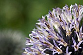 ECHINOPS