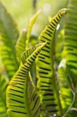 ASPLENIUM SCOLOPENDRIUM