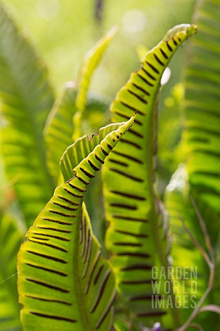 ASPLENIUM_SCOLOPENDRIUM