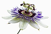 PASSIFLORA CAERULEA