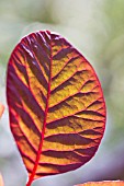 COTINUS COGGYGRIA LEAF