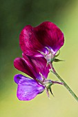 LATHYRUS ODORATUS CUPANI