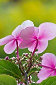 HYDRANGEA MACROPHYLLA