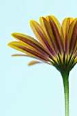 OSTEOSPERMUM SUNNY BELLA