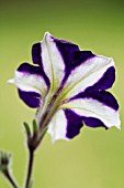 PETUNIA ON PLAIN BACKGROUND