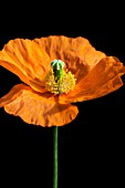 PAPAVER NUDICAULE