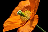 PAPAVER NUDICAULE