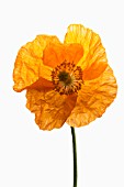 PAPAVER NUDICAULE