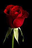 ROSA SINGLE RED FLOWER