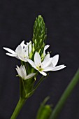 ORNITHOGALUM THYRSOIDES