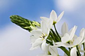 ORNITHOGALUM THYRSOIDES