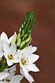 ORNITHOGALUM THYRSOIDES