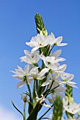 ORNITHOGALUM THYRSOIDES