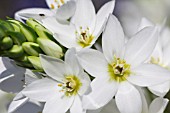 ORNITHOGALUM THYRSOIDES