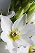 ORNITHOGALUM THYRSOIDES