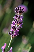 LAVANDULA AUGUSTIFOLIA, LAVENDER