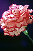 DIANTHUS, CARNATION