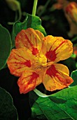 TROPAEOLUM MAJUS, NASTURTIUM