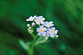 MYOSOTIS SCORPIOIDES, FORGET-ME-NOT