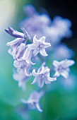 HYACINTHOIDES, BLUEBELL