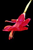 SCHLUMBERGERA, CHRISTMAS CACTUS