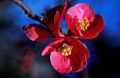 CHAENOMELES, FLOWERING QUINCE, JAPANESE QUINCE