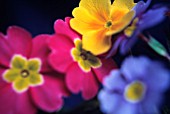 PRIMULA JOKER SERIES, PRIMULA, PRIMROSE