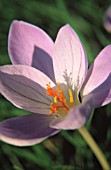 COLCHICUM, CROCUS - AUTUMN CROCUS