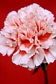 DIANTHUS, CARNATION