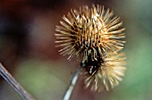 ARCTIUM LAPPA, BURDOCK